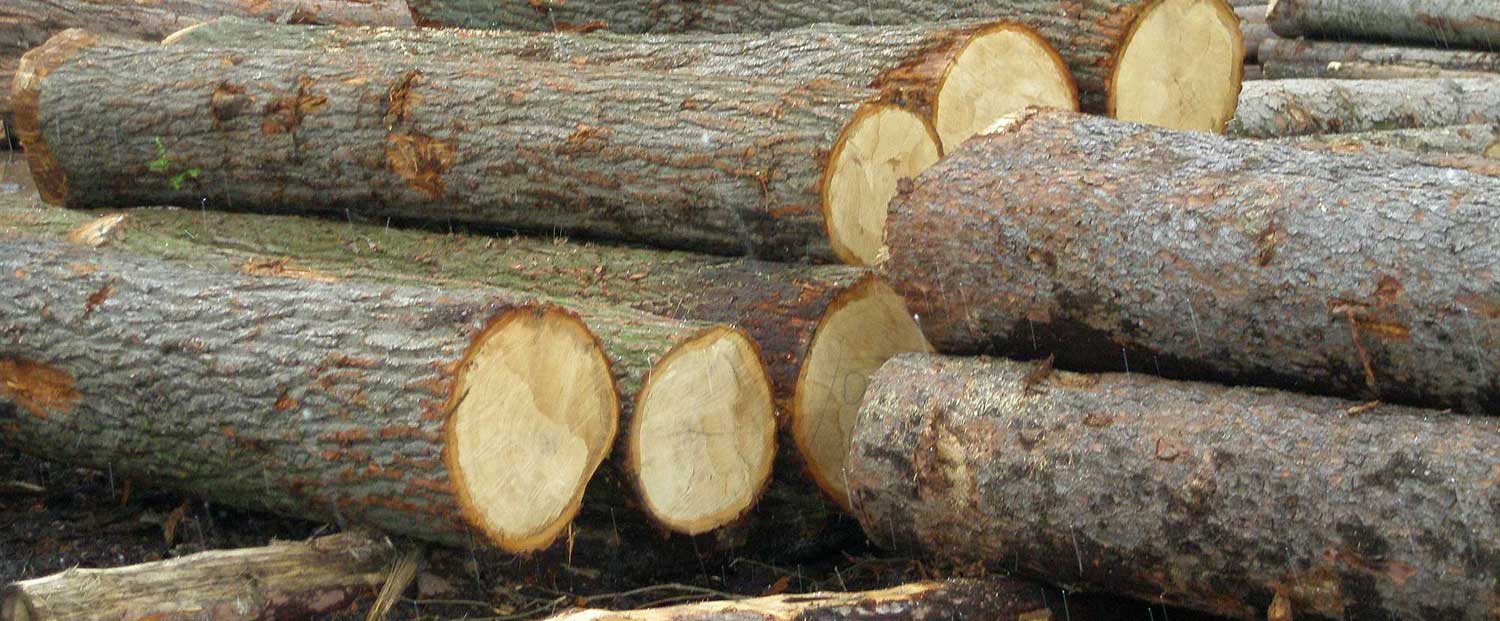 Palivové dřevo Jareš-Volf - tvrdé a měkké palivové dřevo, rozvoz a doprava dřeva - Kladno, Žilina, Unhošť, Bratronice, Běleč, Lány